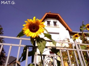 printemps-tournesol