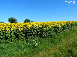 été-champ-tournesols