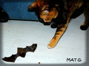 chauve-souris+pepette