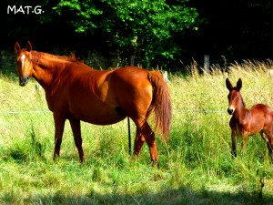 chevaux