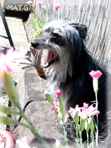 chipie-baille