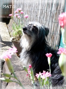 chipie-fiere