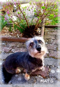 chipie-rasee