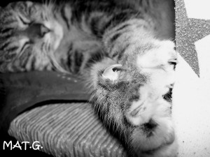 Compagnons