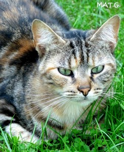luna-herbe