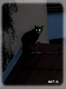 nuit-chat-gris
