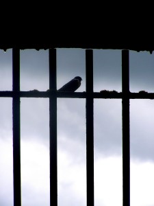 oiseau