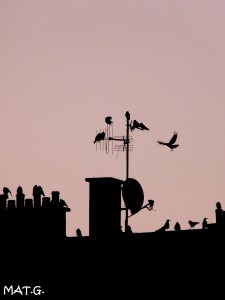 ombres-corbeaux