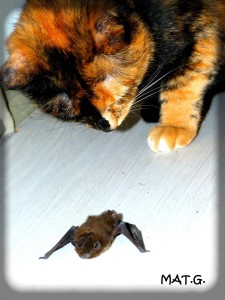 pepette+chauve-souris