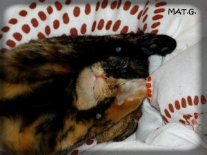 pepette-haut-les-pattes