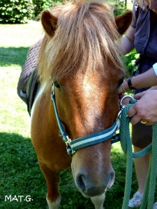 poney
