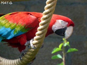 perroquet-rouge