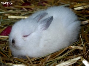petit-lapin-blanc