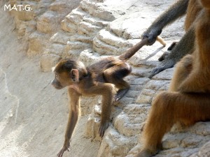 petit-singe-tirer-queue