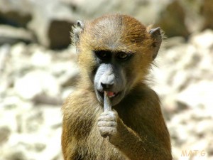 petit-singe