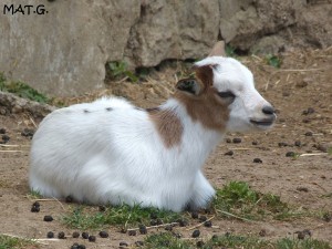 petite-chevre