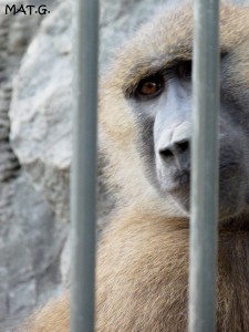 singe-triste