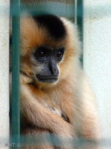 singe