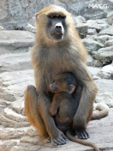 singes-maman+bébé