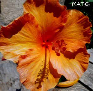 fleur-orange