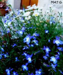 fleurs-bleues+marguerites