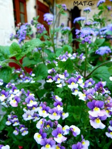 fleurs-violets+blancs