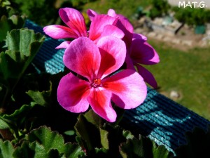 geranium-rose