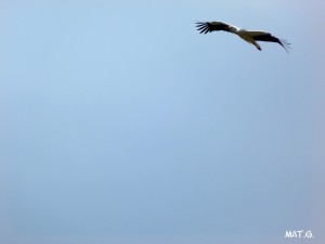 P1520978